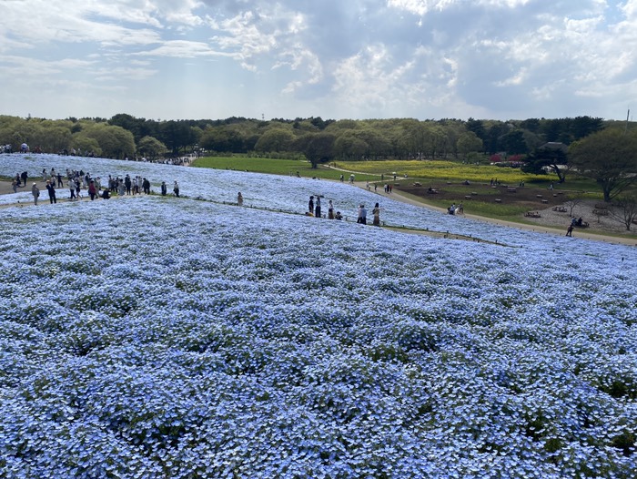 ひたち海浜公園10