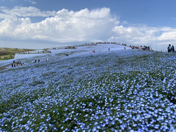 ひたち海浜公園11