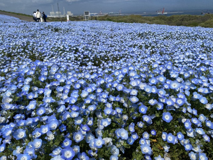 ひたち海浜公園12