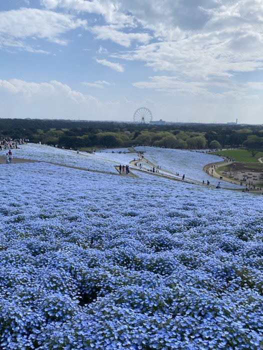 ひたち海浜公園14