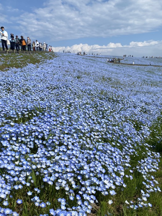 ひたち海浜公園17