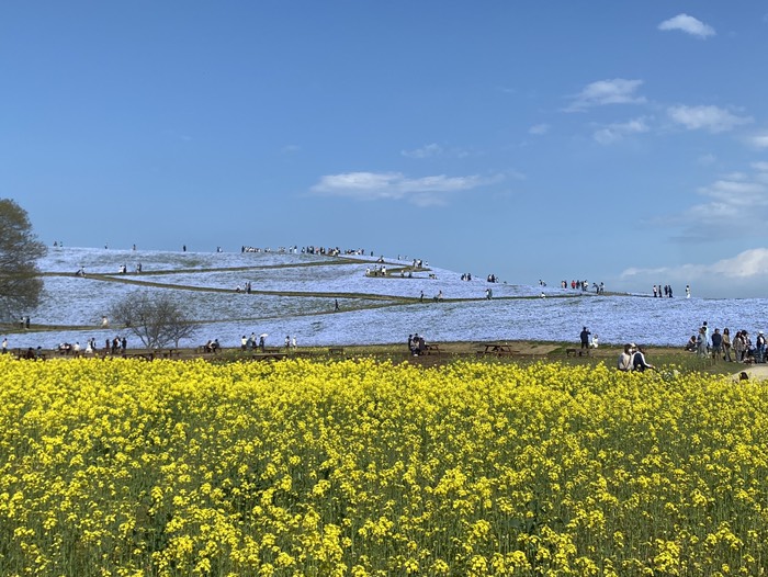 ひたち海浜公園20