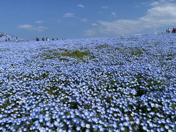 ひたち海浜公園21