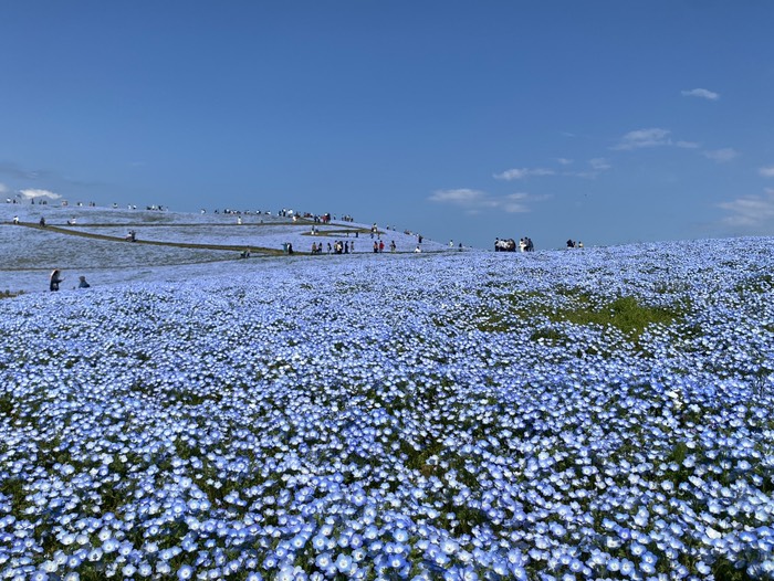 ひたち海浜公園22