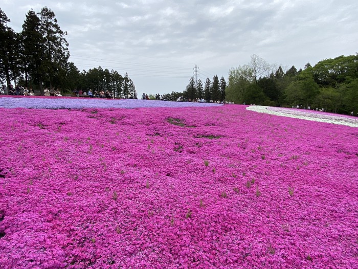 羊山公園③