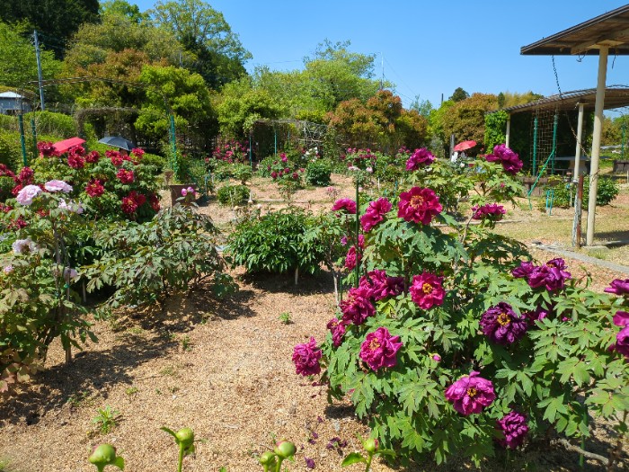 日野ダリア園