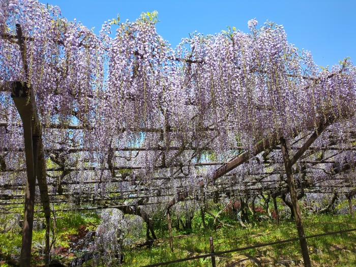 正法寺 藤棚