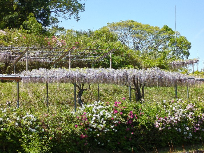 日野ダリア園前 藤