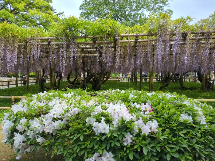 平等院 藤棚