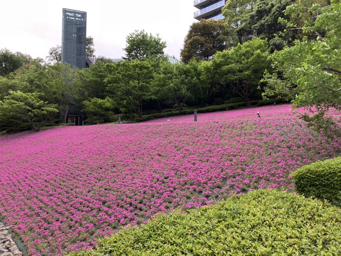 太閤千代しだれ