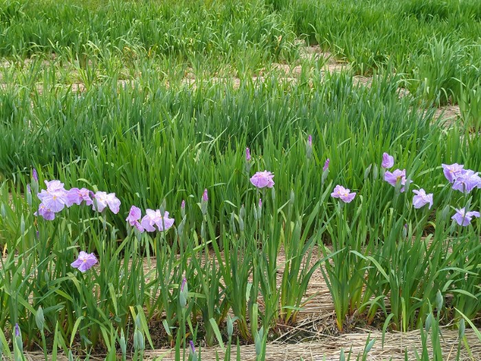 花しょうぶ園