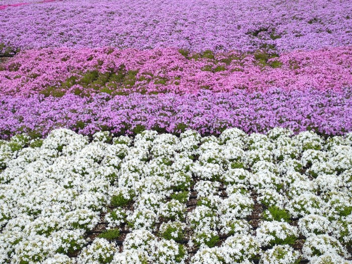 芝桜