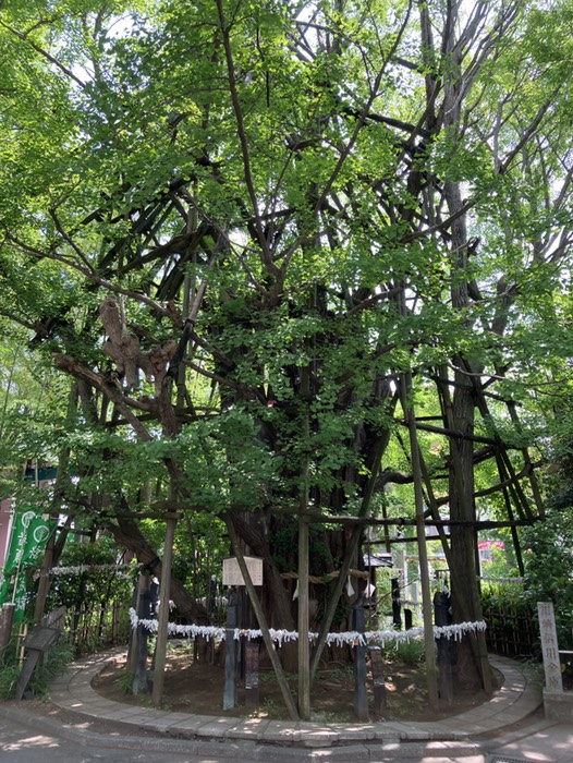 稲荷神社 御神木大銀杏