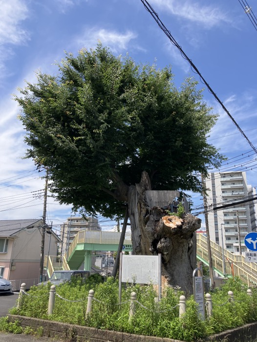 海老名の大欅