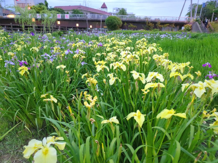 水郷潮来あやめ園