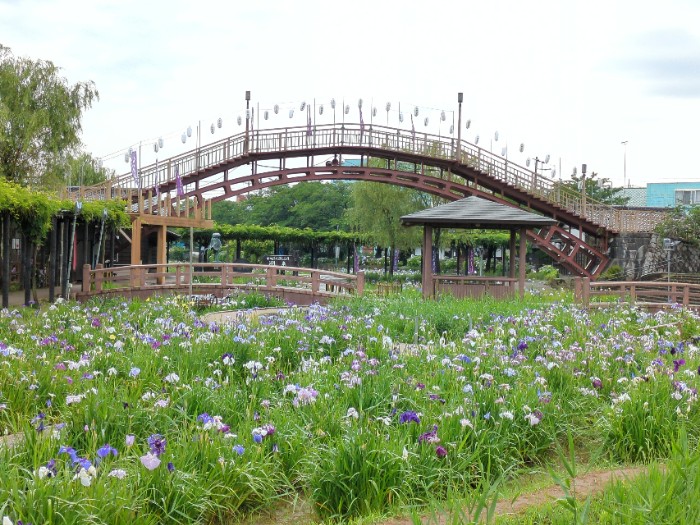 水郷潮来あやめ園