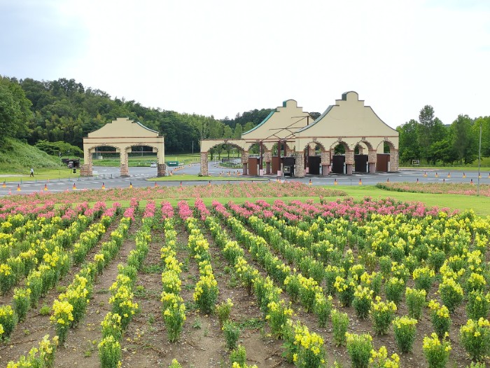 東京ドイツ村 金魚草