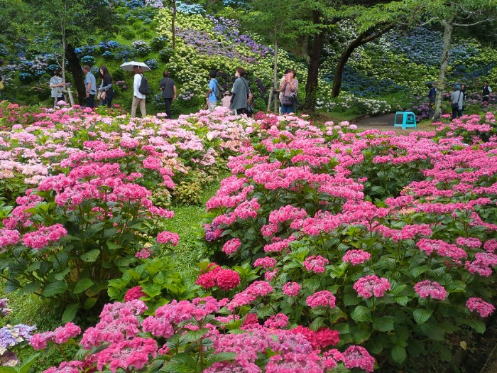 可睡ゆりの園