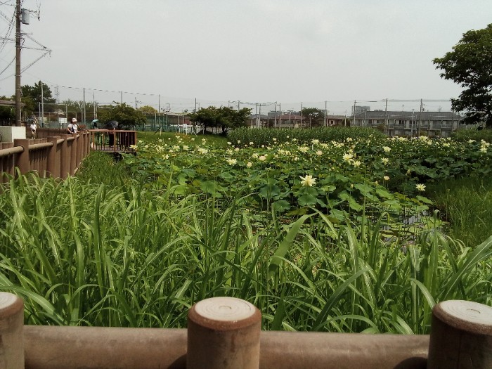 桜小路公園　第一蓮池