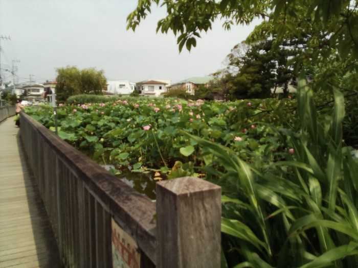 桜小路公園　第二蓮池