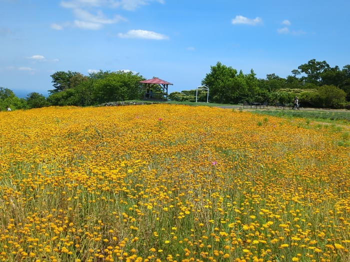 ダイヤーズカモミール