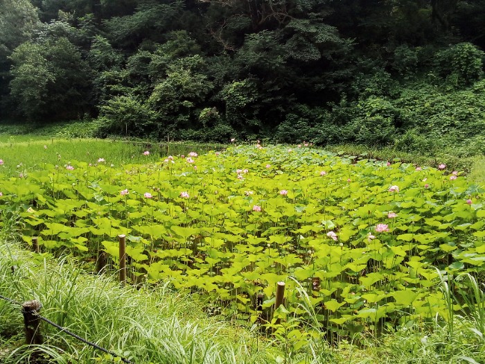 田んぼの隣に赤い蓮。