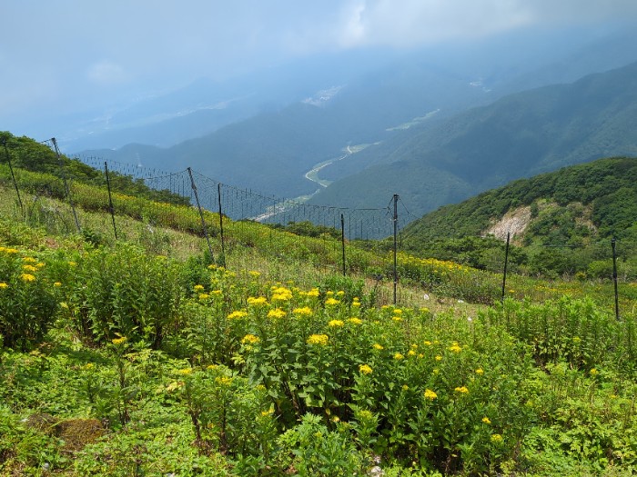 高山植物