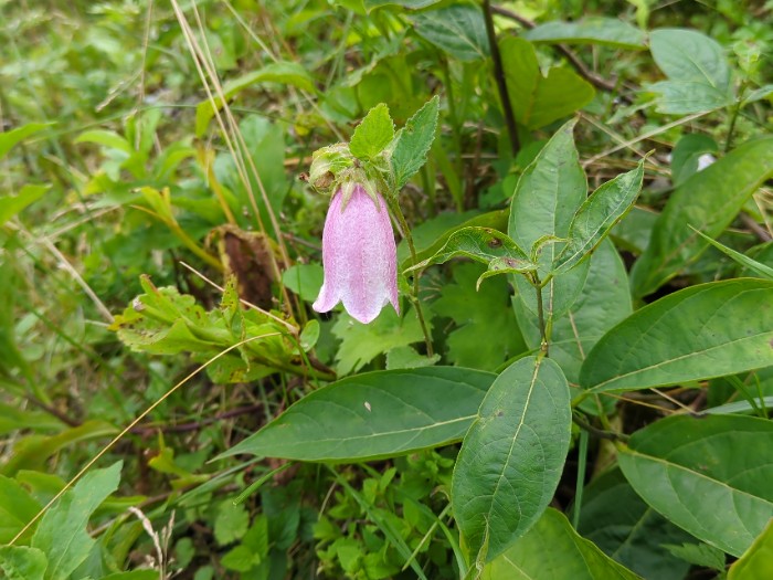 高山植物