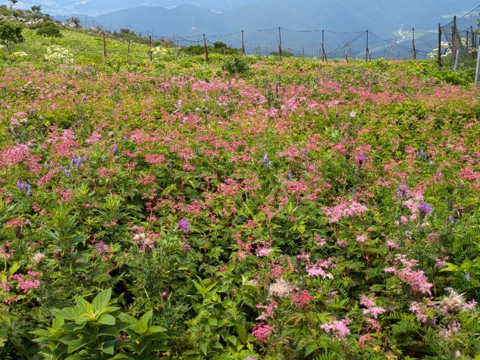 お花畑