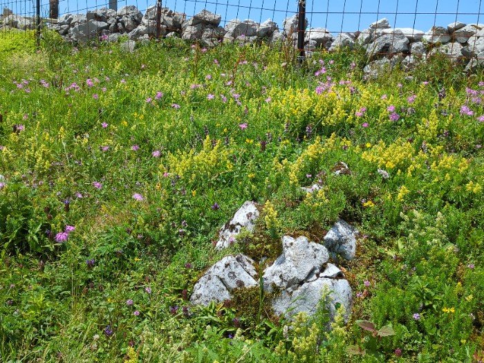 山頂 お花畑