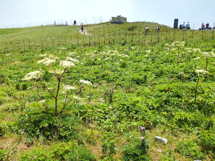 山頂 お花畑