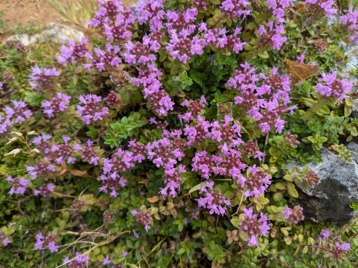 高山植物