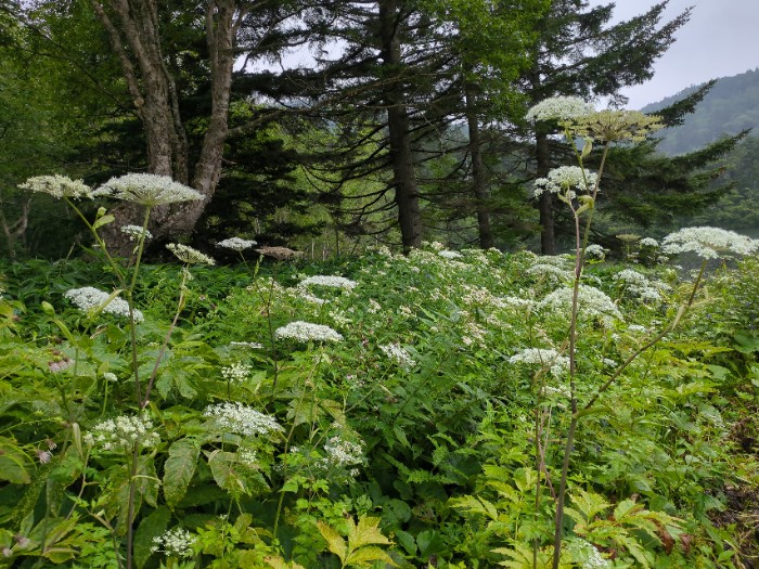 高山植物