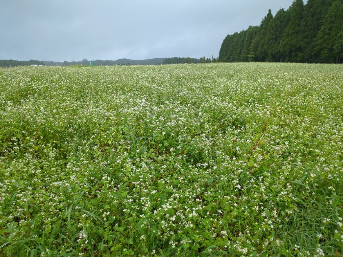 そばの花