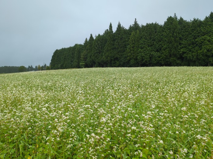 椛の湖そばの花まつり