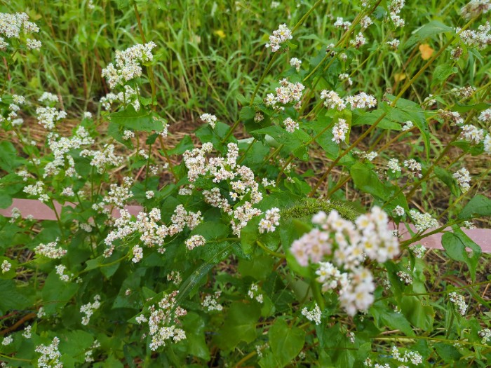 そばの花