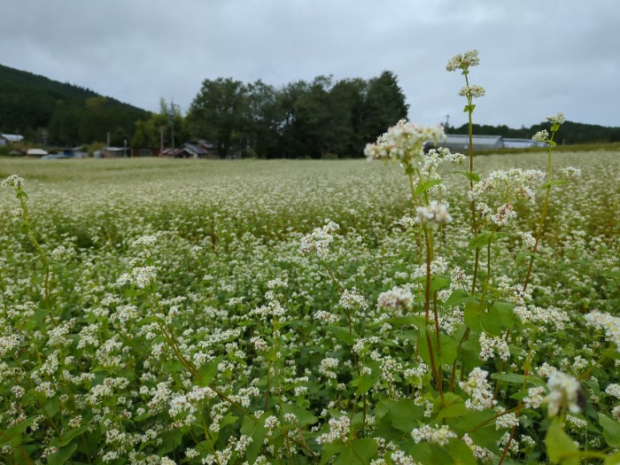 そばの花まつり