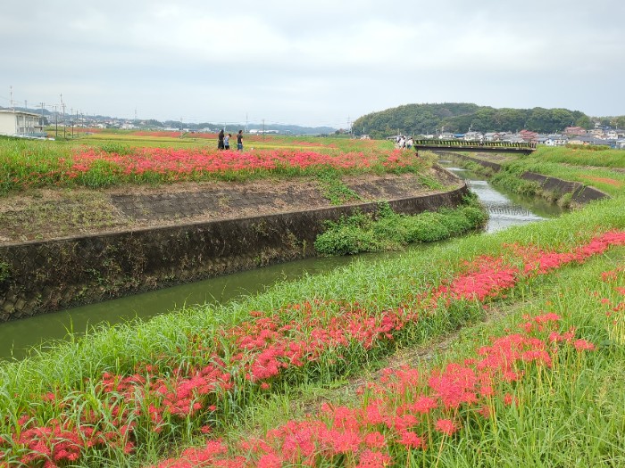 矢勝川 彼岸花