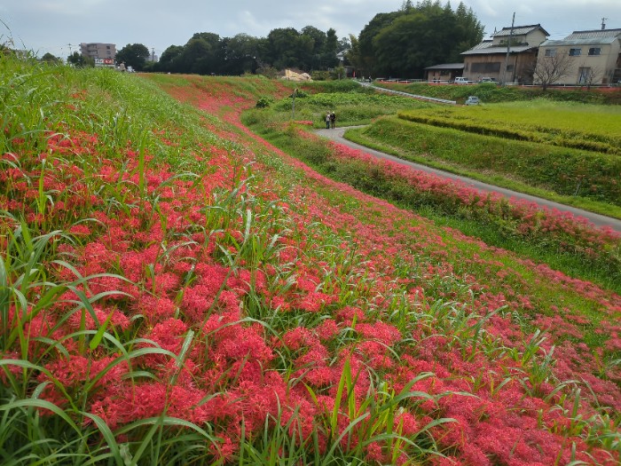 彼岸花