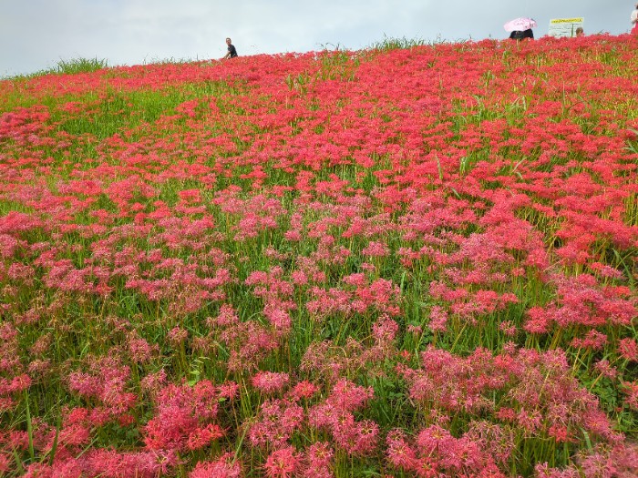 彼岸花