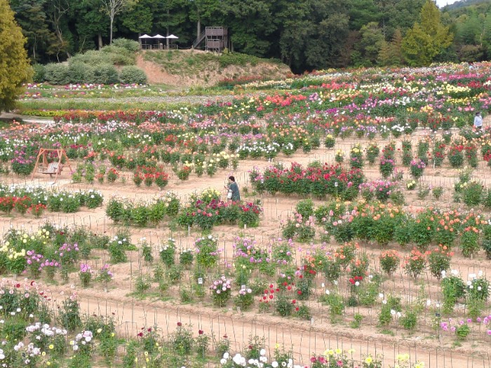 ダリア園