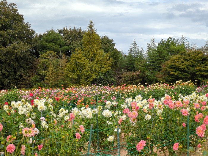 ダリア園