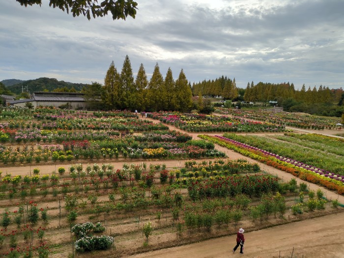 ダリア園