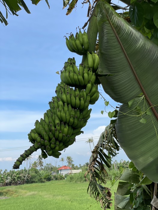 バナナの木🍌