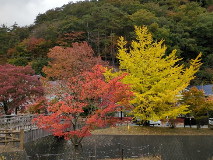 紅葉