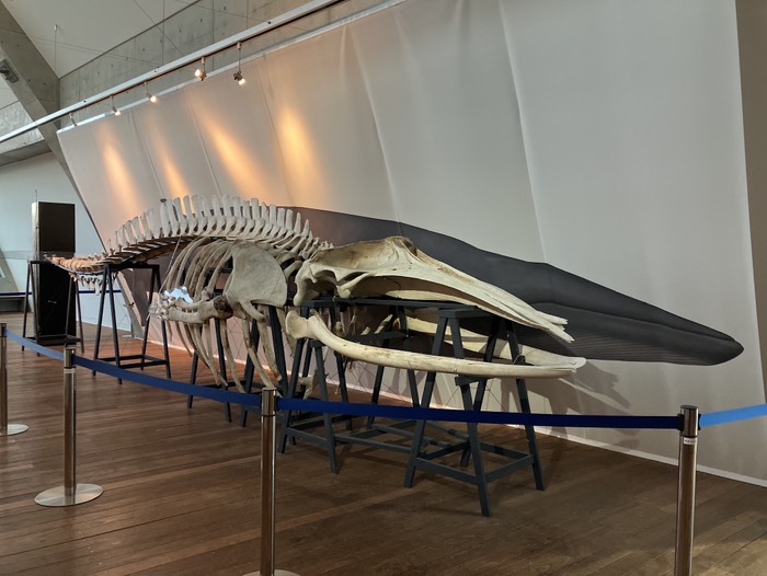 ミンククジラ