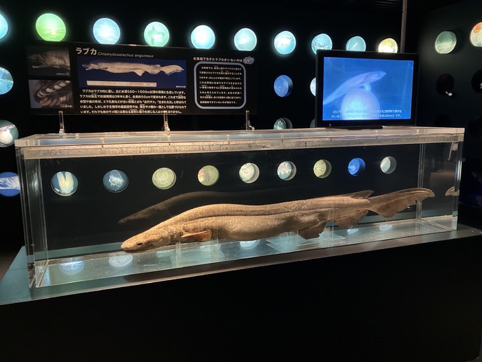 ラブカ