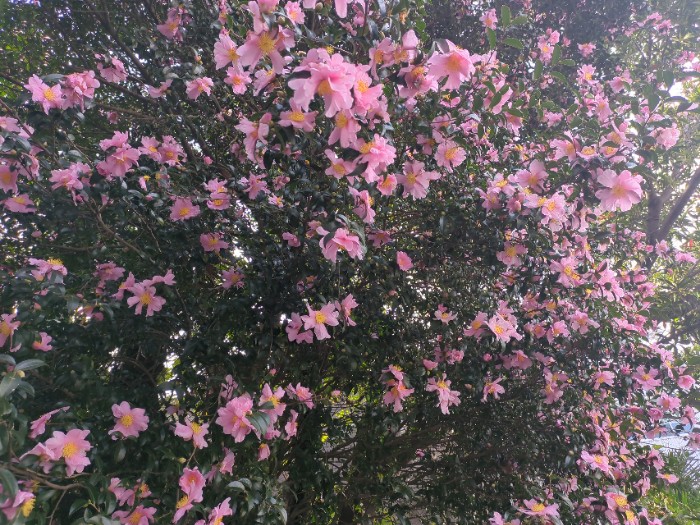 山茶花