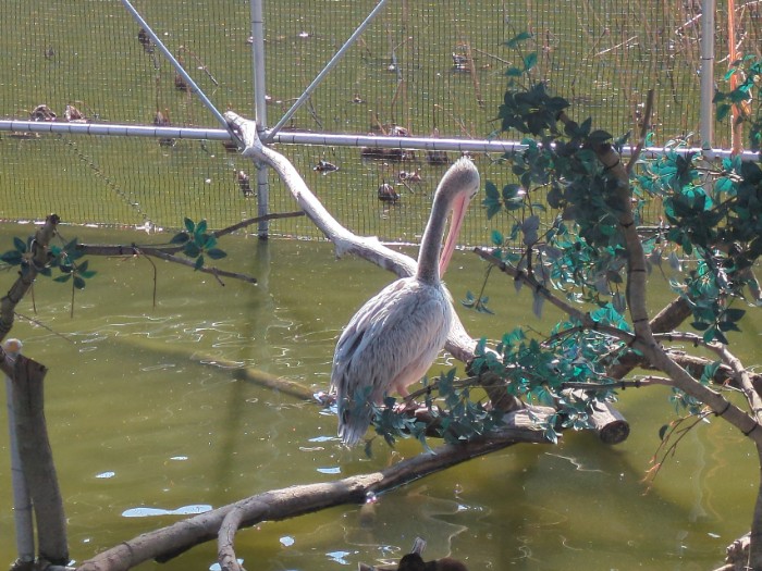 ペリカン