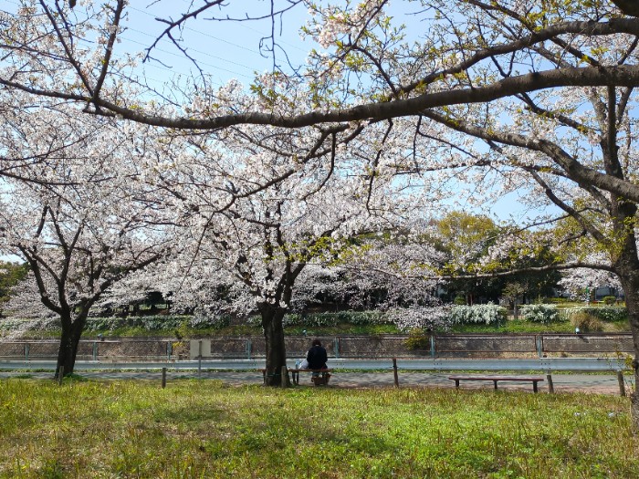 桜